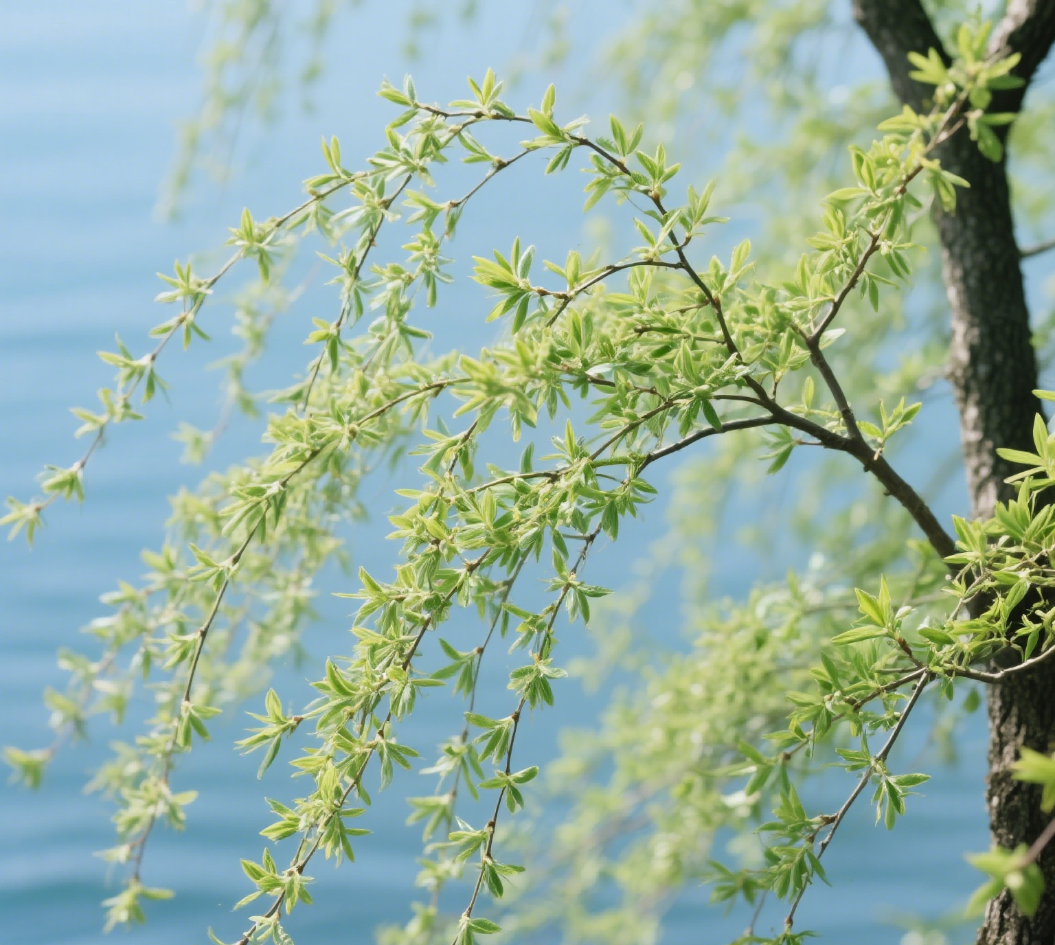柳樹(shù)(1).png