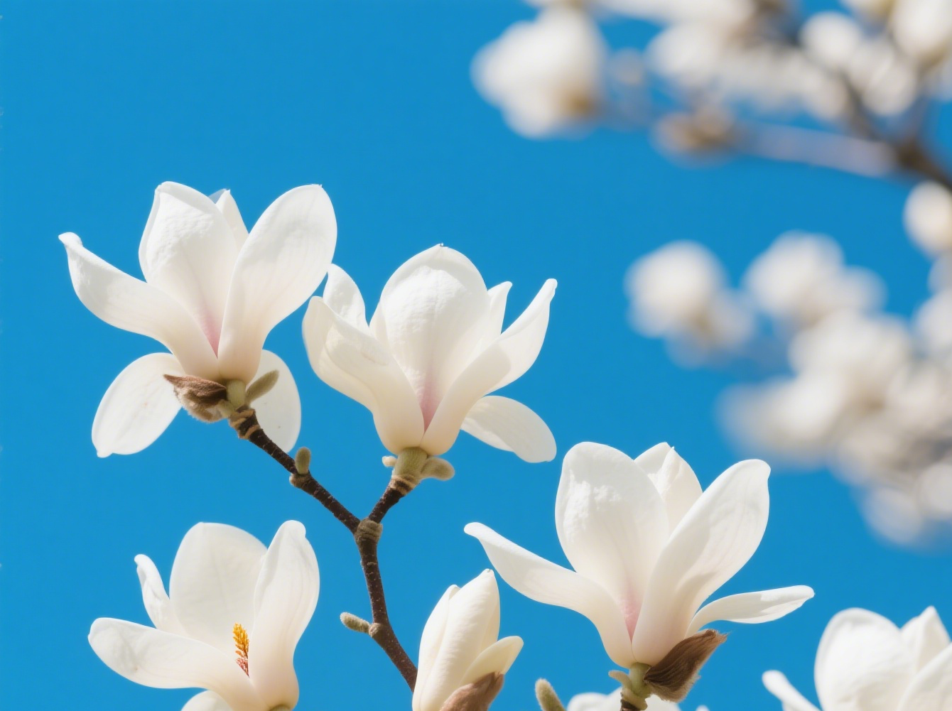 玉蘭花開(kāi)圖片生成.png